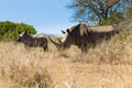 White rhinoceros with puppy, South Africa Royalty Free Stock Photo